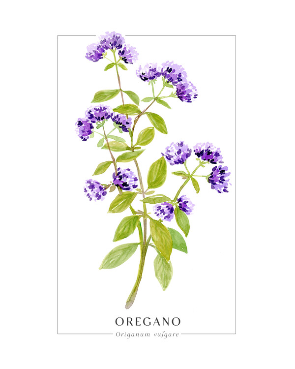 Poster Oregano loose watercolor
