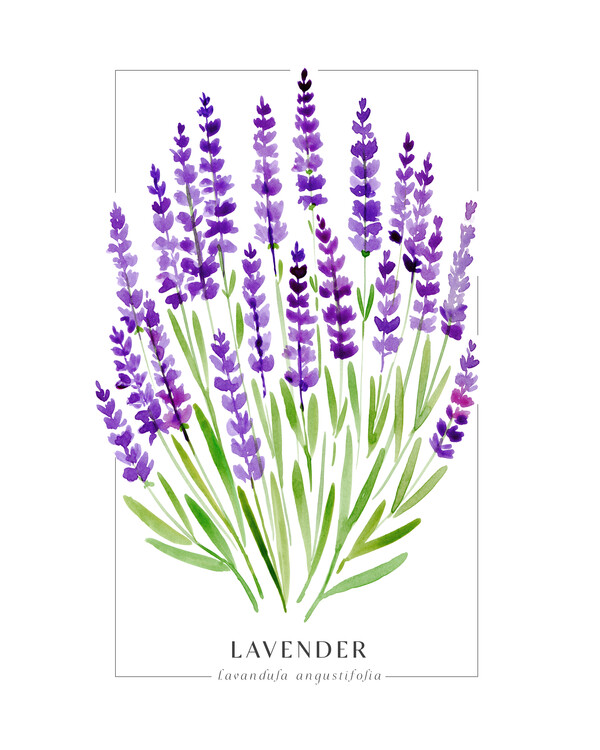 Poster Lavender loose watercolor