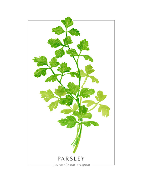 Plakat Parsley loose watercolor