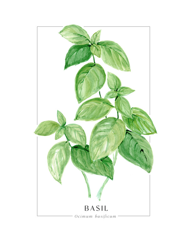 Poster Basil loose watercolor