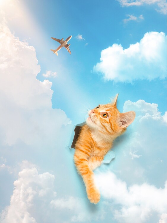 Plakat Kitten piercing the blue sky with plane