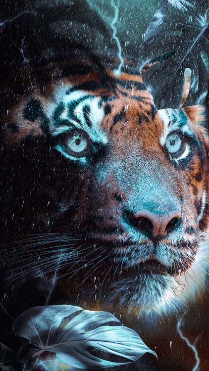 Плакат Blue eyed tiger in the rain
