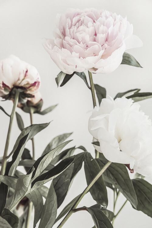 Canvas Print Peony 04