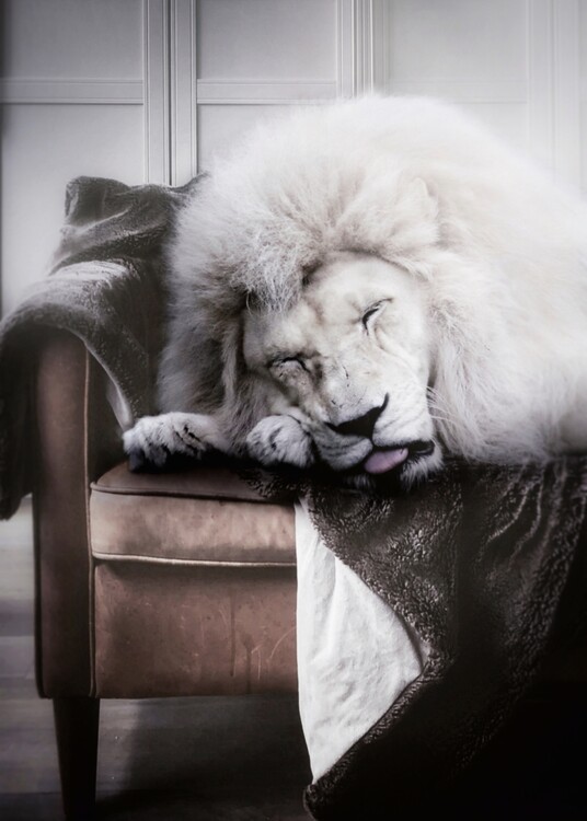 Плакат White lion sleeping on brown sofa