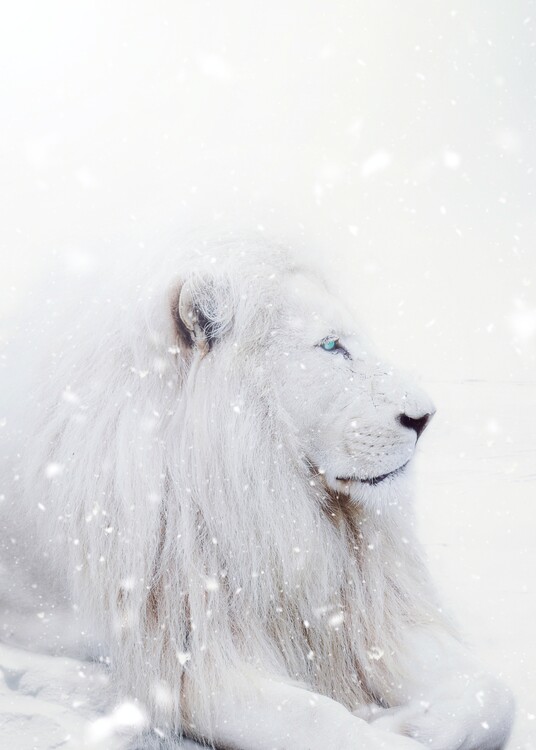 Póster White Lion King Winter under snow