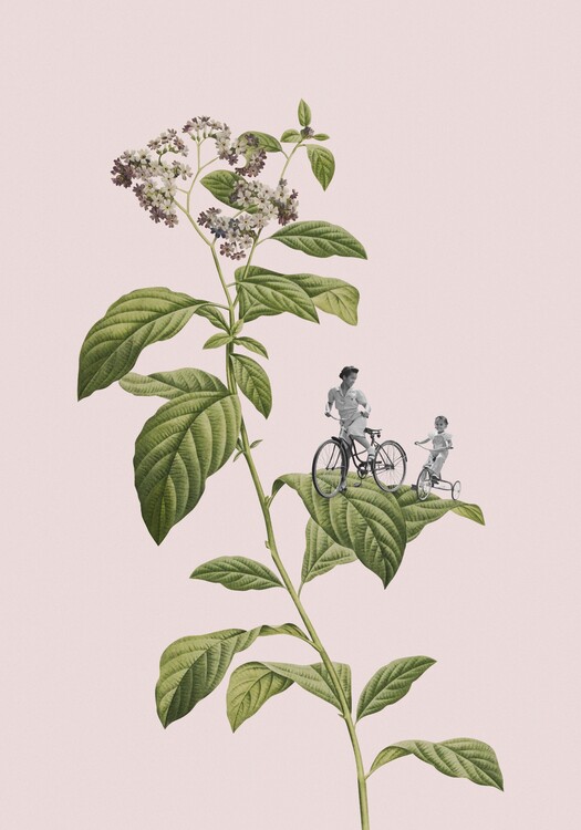 Poster Botanical cycling