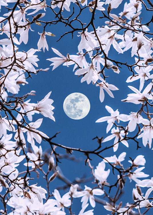 Poster Moon Branches