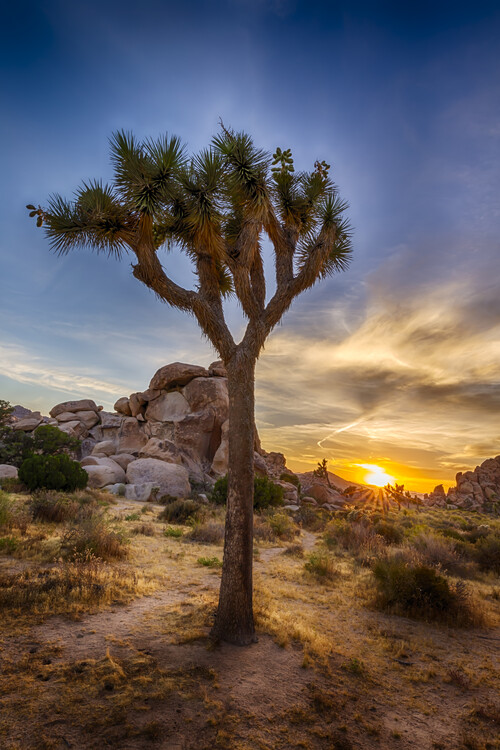Poster Charming sunset at Joshua Tree National Park