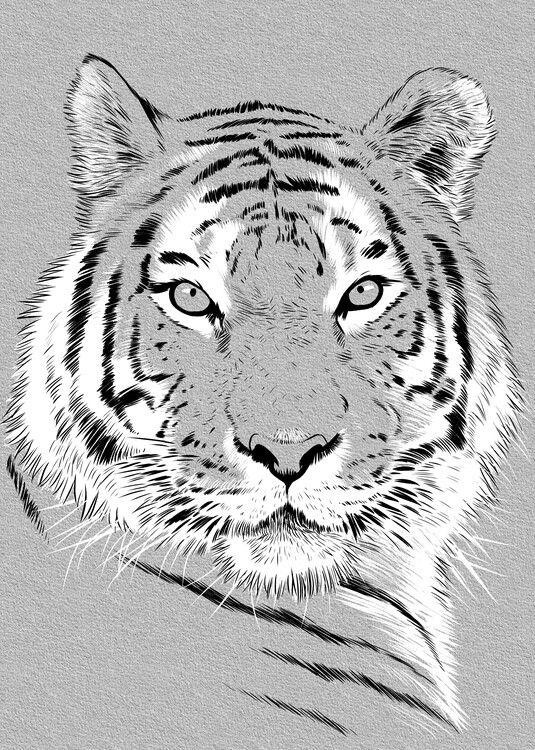Плакат Sketch tiger
