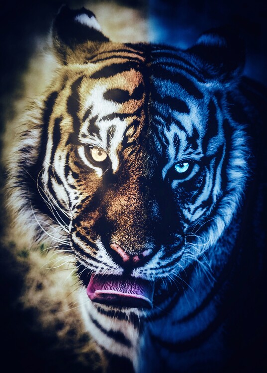 Plakat Tiger's portrait Night and Day