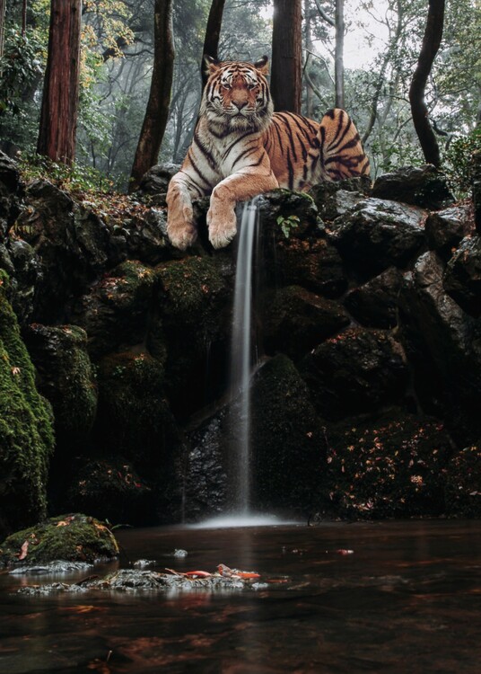 Plakat Giant Tiger Waterfall and robin in jungle