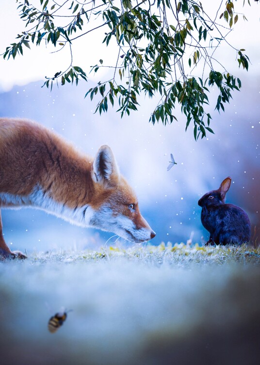 Poster The red fox and the black rabbit story