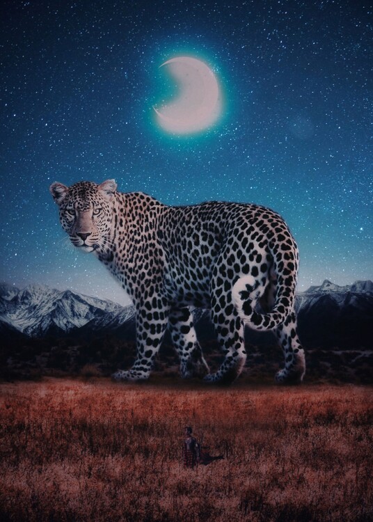 Плакат The Masai Mara Leopard and crescent moon in Africa