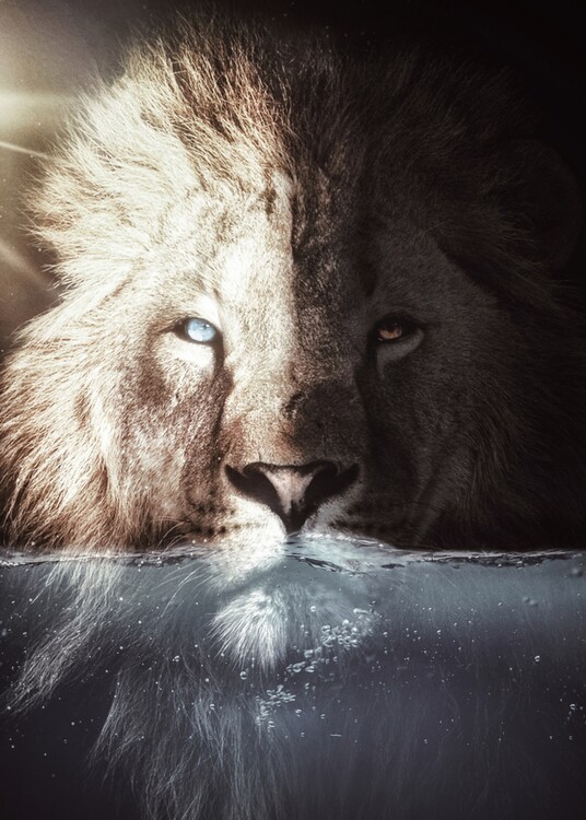 Póster The Lion with blue eyes in his bath