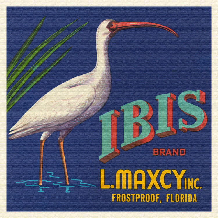 Canvas Print Ibis Brand (Colourful Retro Graphic / Vintage Fruit & Fresh Produce Advertisement) - Florida Crate Labels