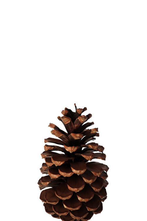 Canvas Print The pinecone