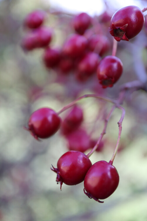 Плакат Rosehips
