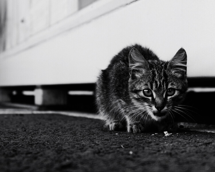 Плакат Wildcat