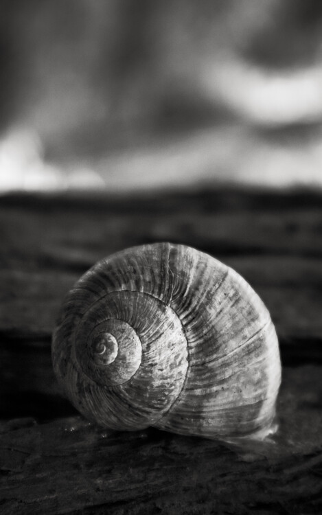 Плакат Shell