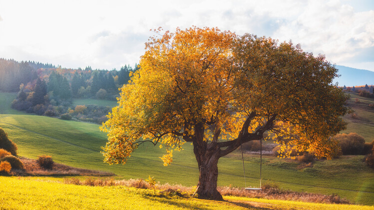 Poster Autumn tree on Liptov, Slovakia