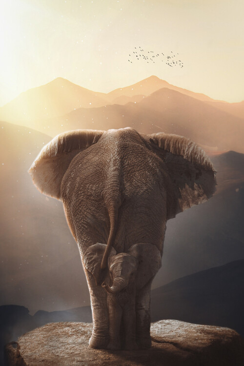Poster Cute Baby elephant on his mother in Africa