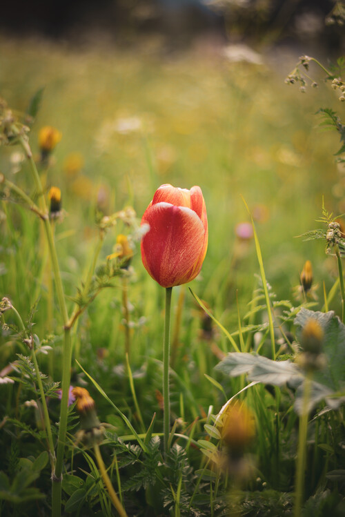 Poster Tulip