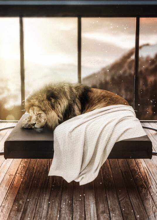 Poster King Lion taking a nap on contemporary sofa