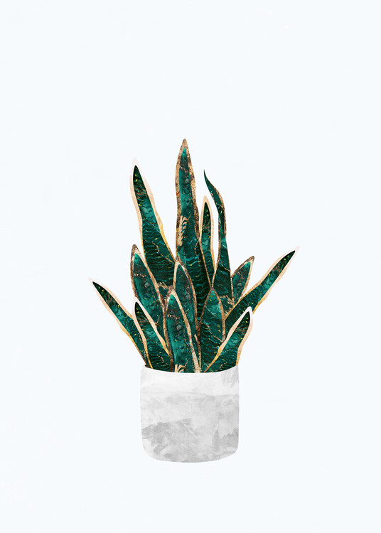 Плакат Golden Snake Plant House Plant