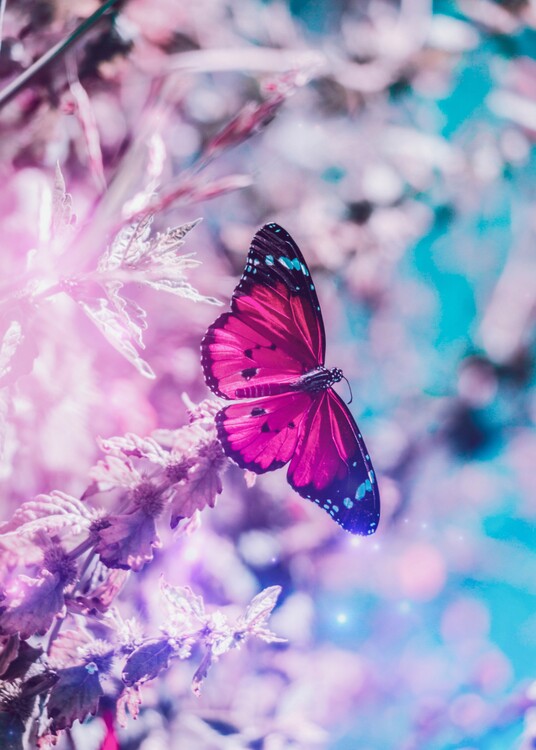Poster Pretty Pink Butterfly on a branch