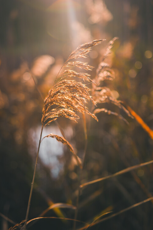 Poster Autumn / Bokeh II