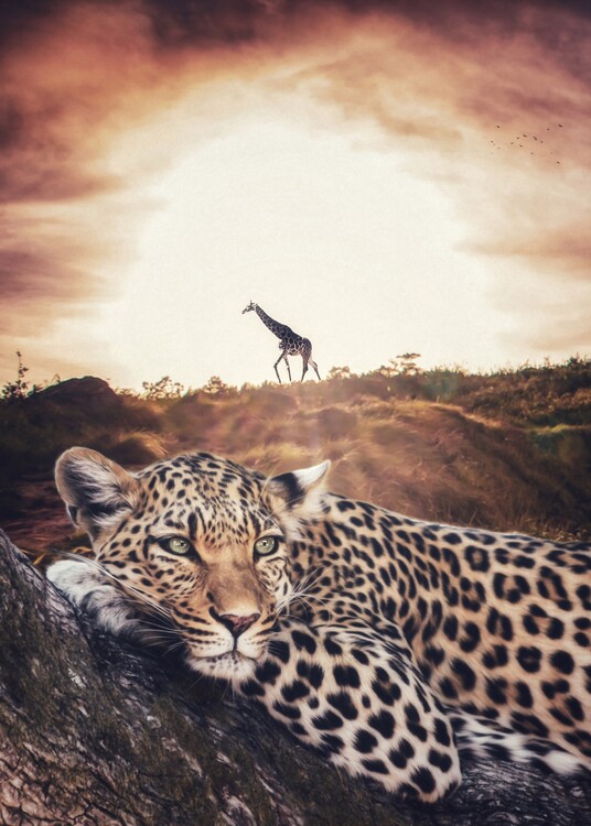 Tableau sur toile Jaguar and Giraffe chilling in african savannah