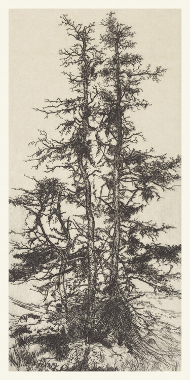 Plakat The Moss Tree (Vintage Tree Etching) - Ernest Haskell