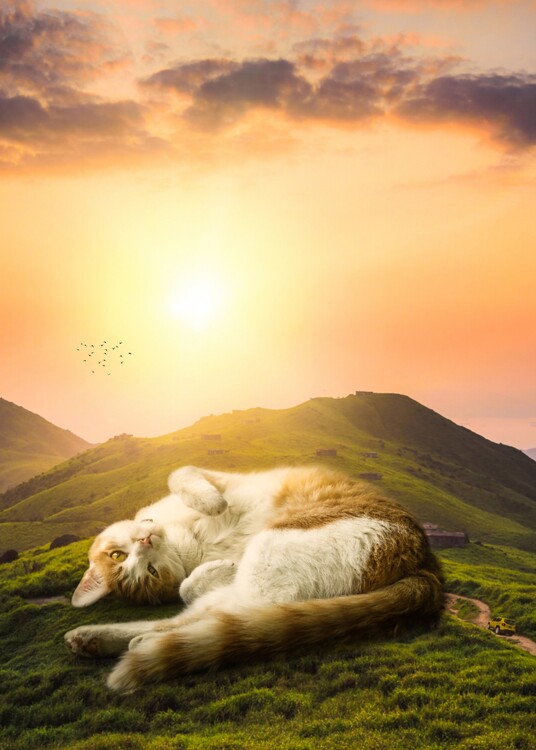 Plakat Giant Cat Relaxing on a hill at sunset