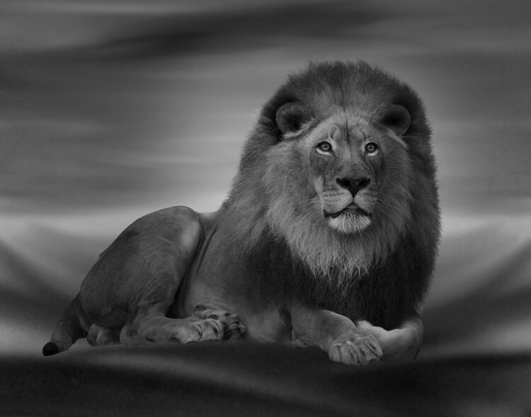Póster The Lion King