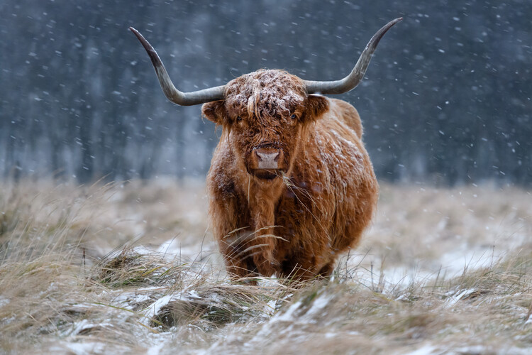Póster Snowy Highland cow