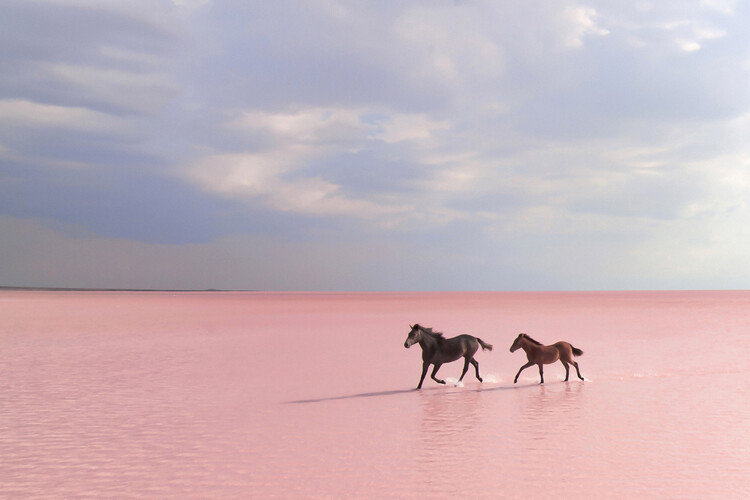 Poster pink salt lake