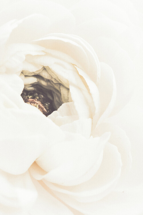 Poster White Flower