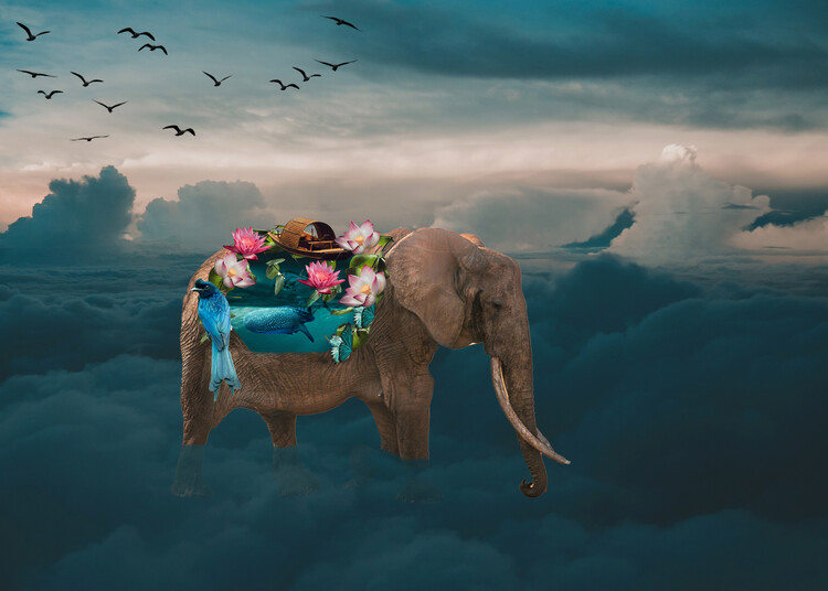 Poster Sea elephant
