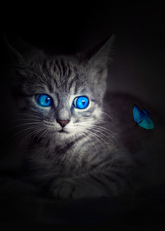 Plakat Cute Kitten with blue eyes and Butterfly