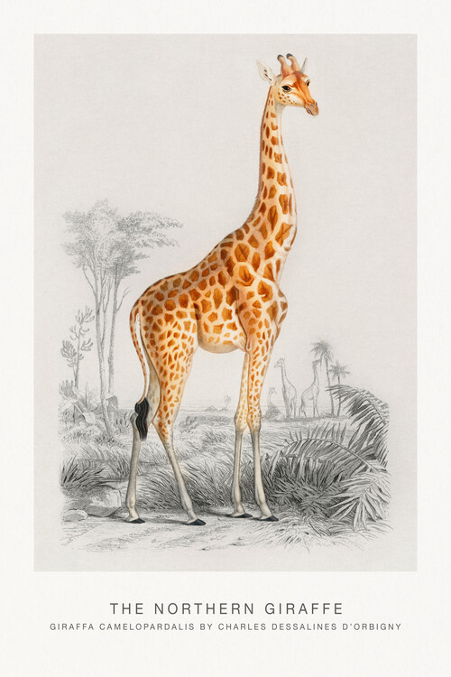 Poster The Northern Giraffe (Animal / Zoology) - Charles D'Orbigny