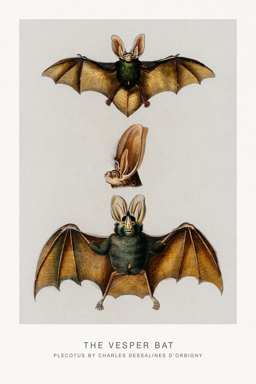 Poster The Vesper Bat (Bats / Zoology / Gothic) - Charles D'Orbigny