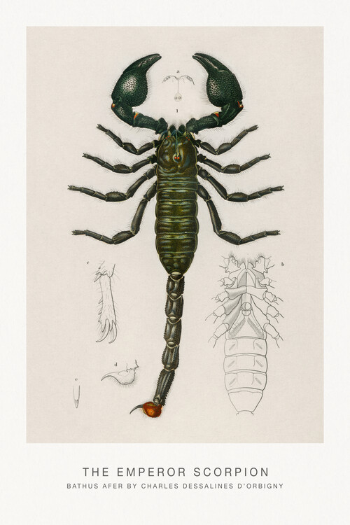 Poster The Emperor Scorpion (Arachnid / Zoo) - Charles D'Orbigny