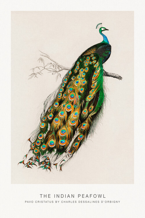 Poster Indian Peafowl (Peacock / Zoology) - Charles D'Orbigny