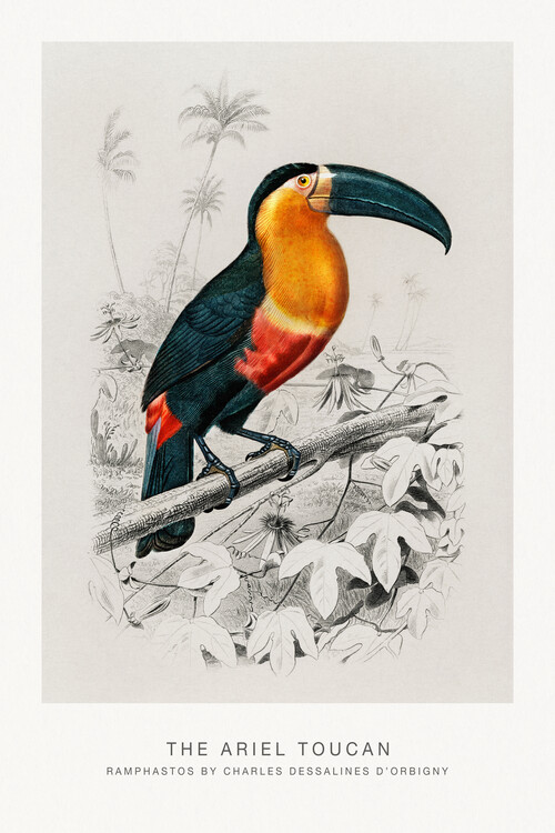 Poster The Ariel Toucan (Bird / Zoology) - Charles D'Orbigny