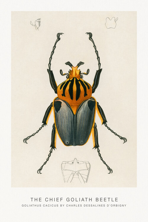 Poster The Chief Goliath Beetle (Zoology / Bug) - Charles D'Orbigny