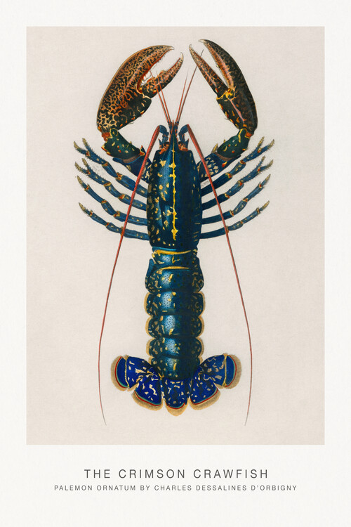 Poster The Crimson Crawfish (Lobster / Zoology) - Charles D'Orbigny