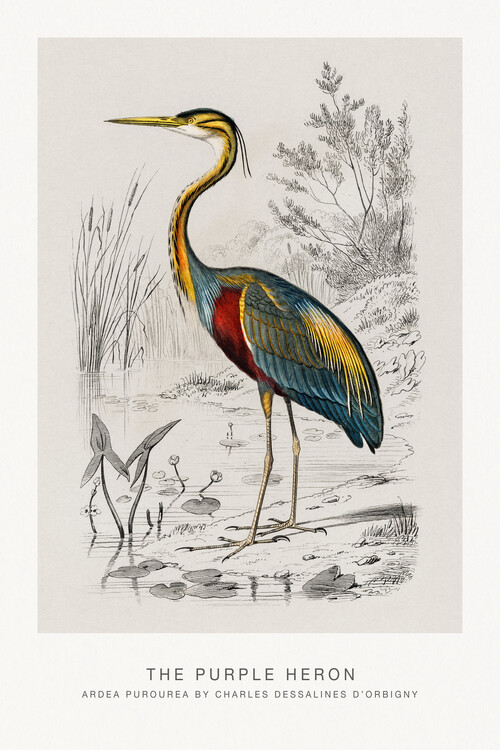 Canvas Print The Purple Heron (Bird / Zoology) - Charles D'Orbigny