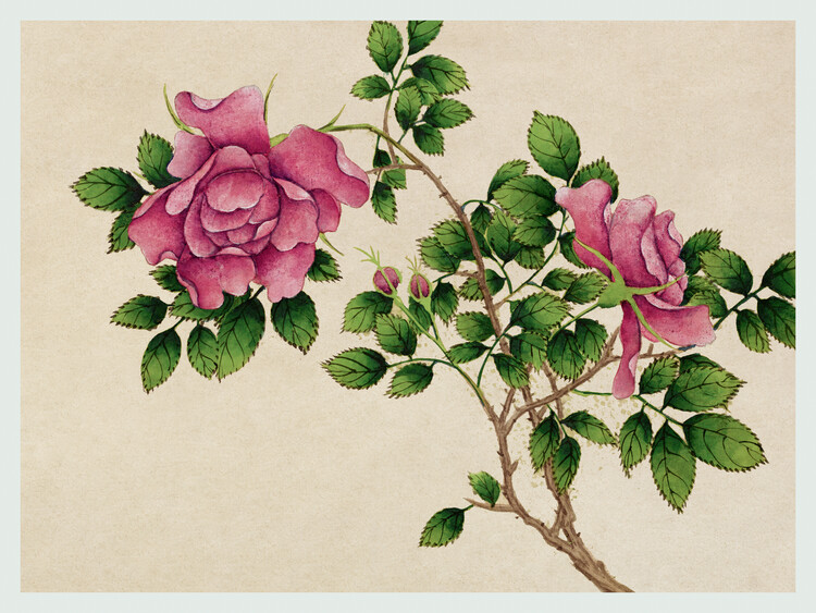 Poster Deep Pink Roses (Asian Floral) - Zhang Ruoai