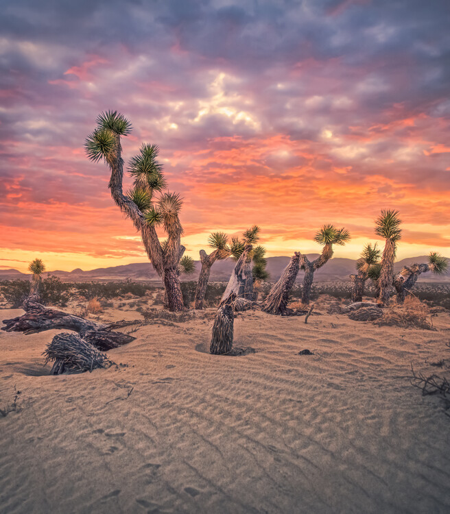 Juliste Joshua Tree