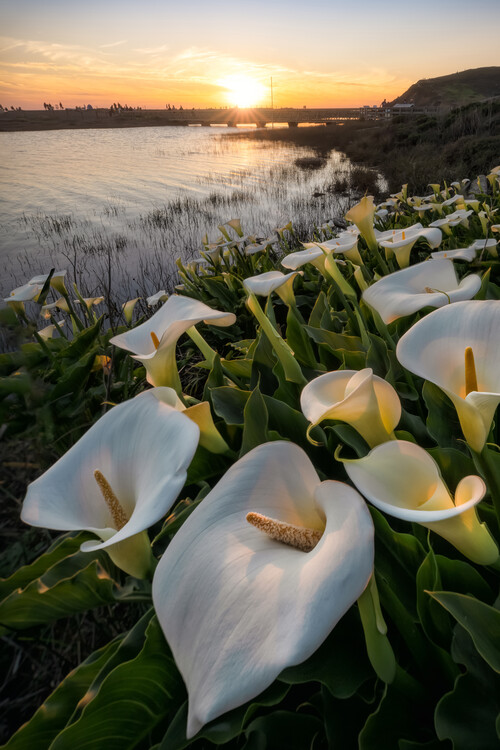Juliste Callas at Rodeo Beach
